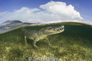 American crocodile split
— Subal underwater housing, Zen... by Terry Steeley 